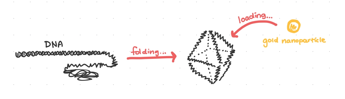 A strand of DNA which 'folds' into an octahedral wireframe.