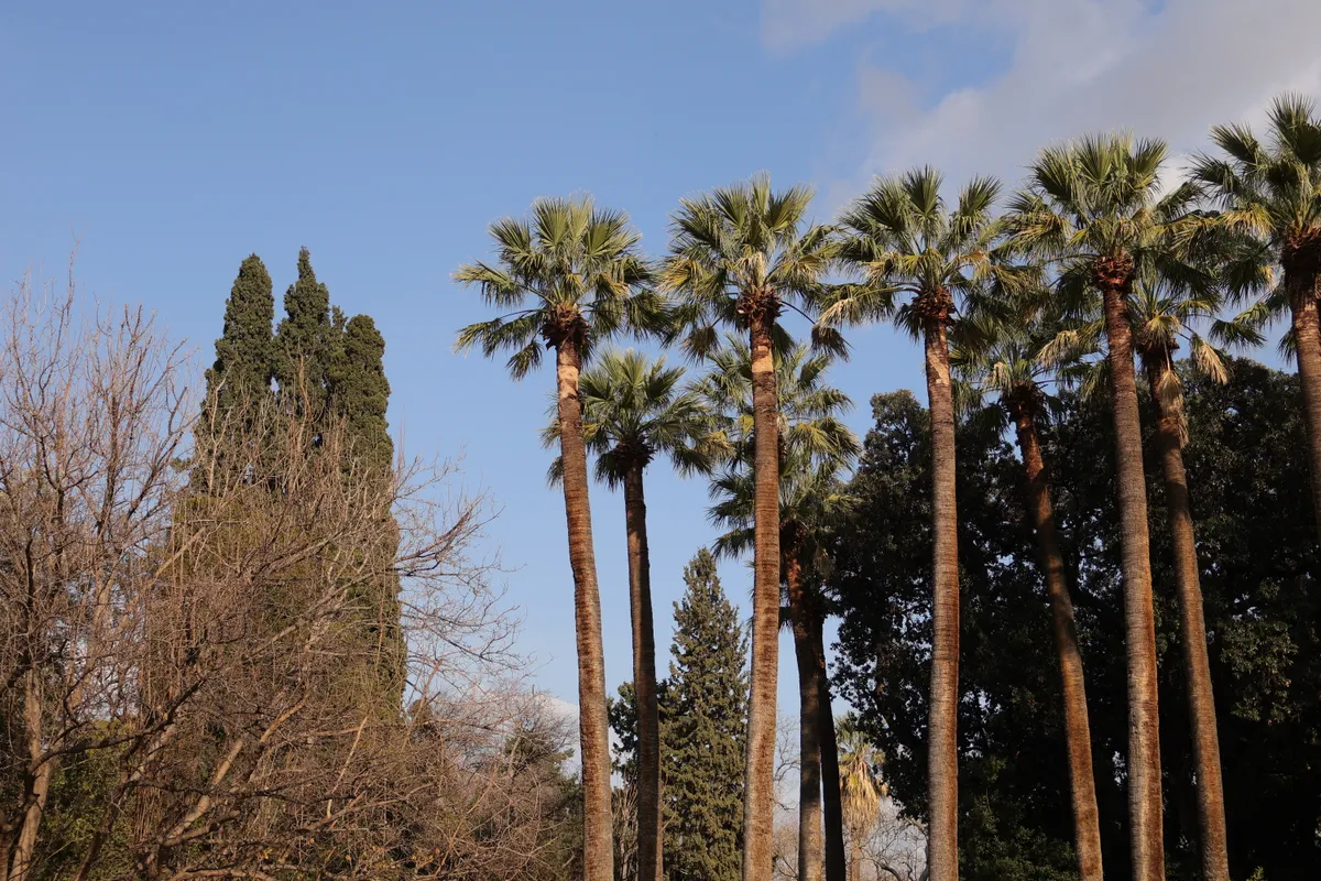 California fan palm trees