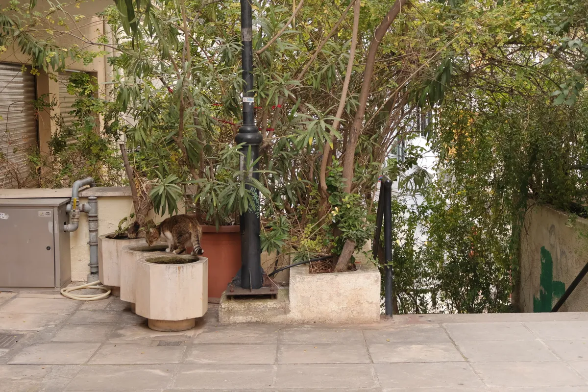 A skittish potted cat