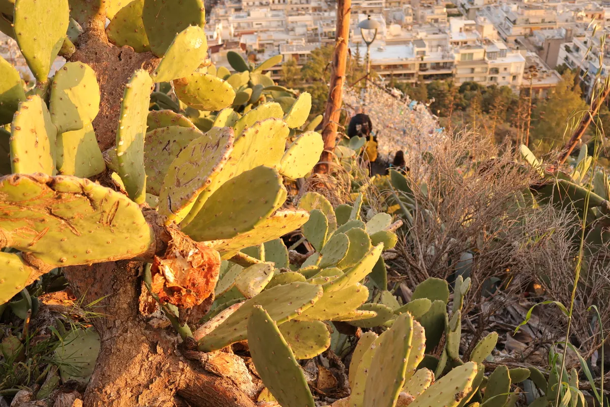 The cacti of Mount Lycabettus