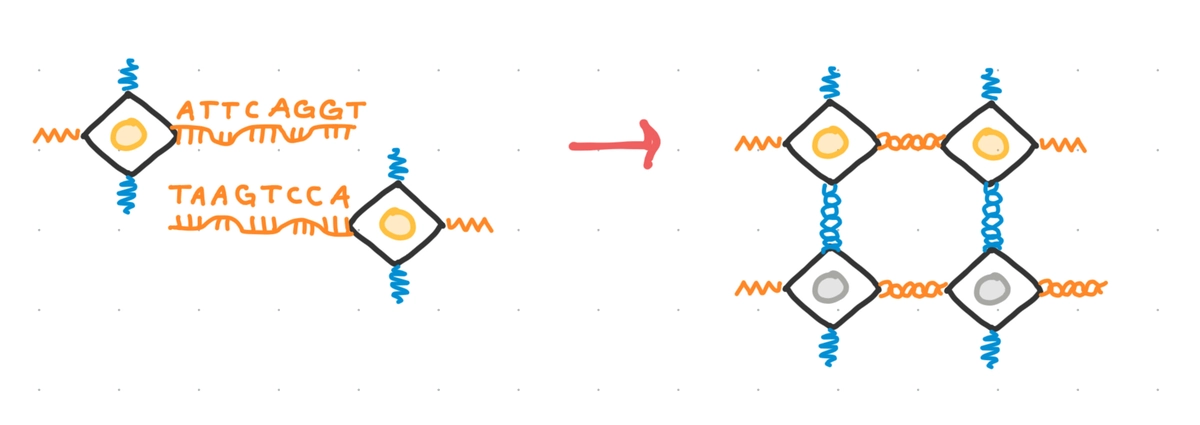 Two voxels on the left connect with complementary bonds to form the structure on the right.