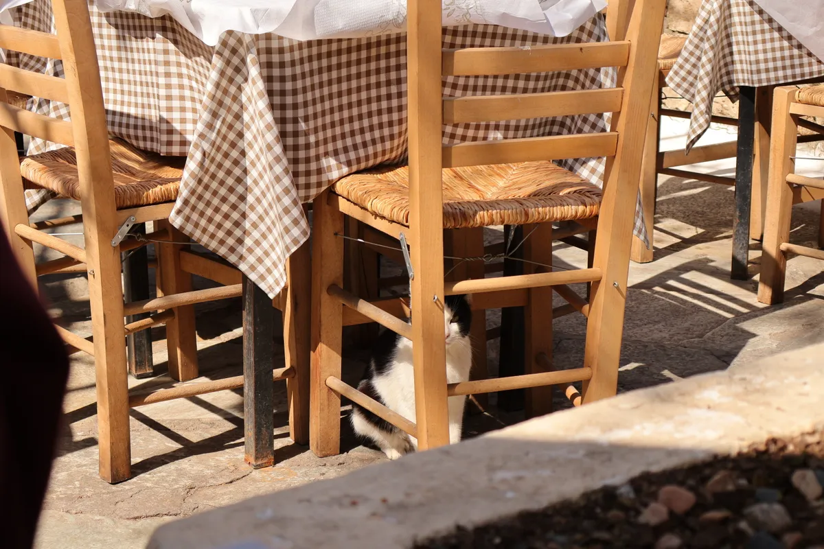 Resident cat in hiding