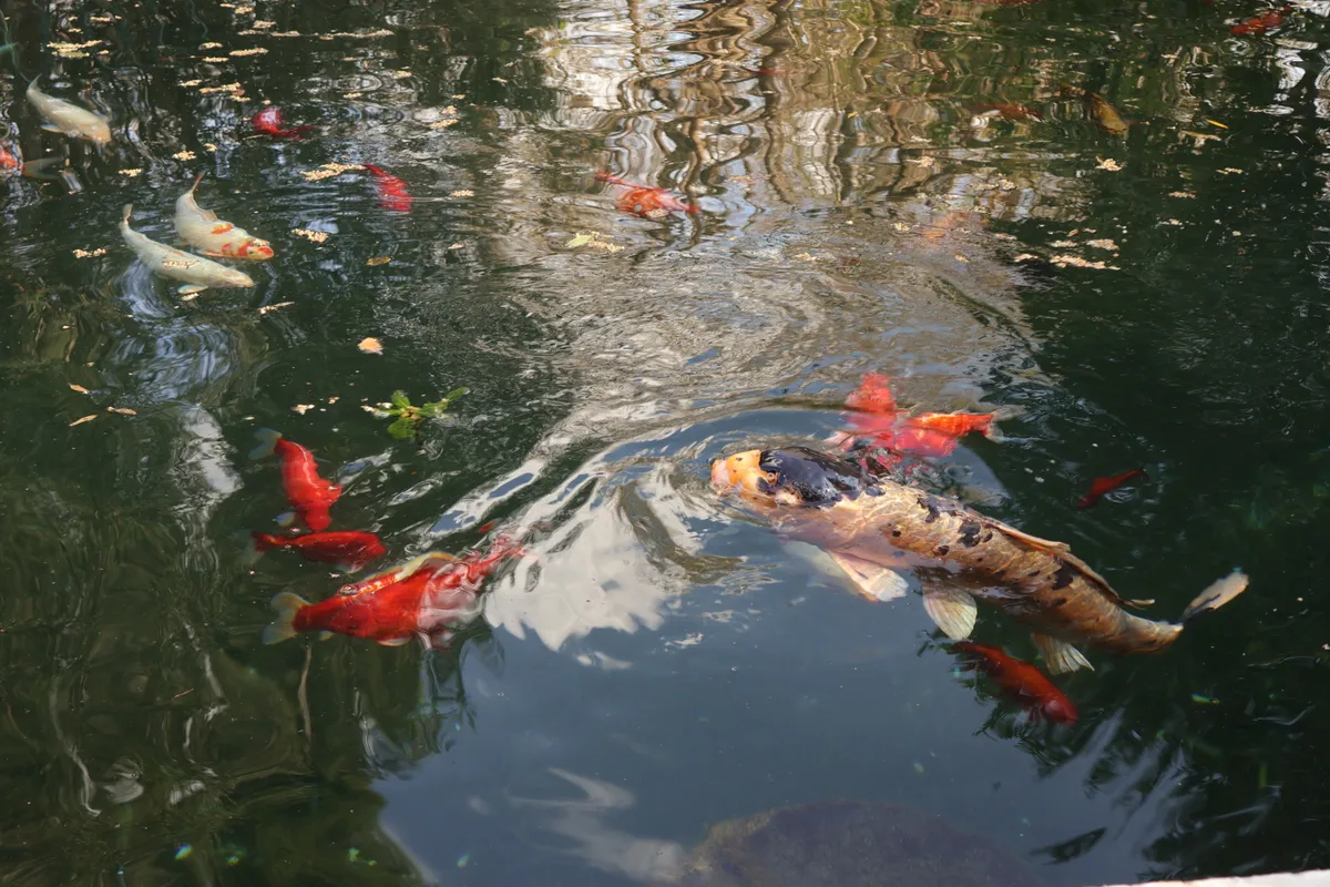 A koi pond
