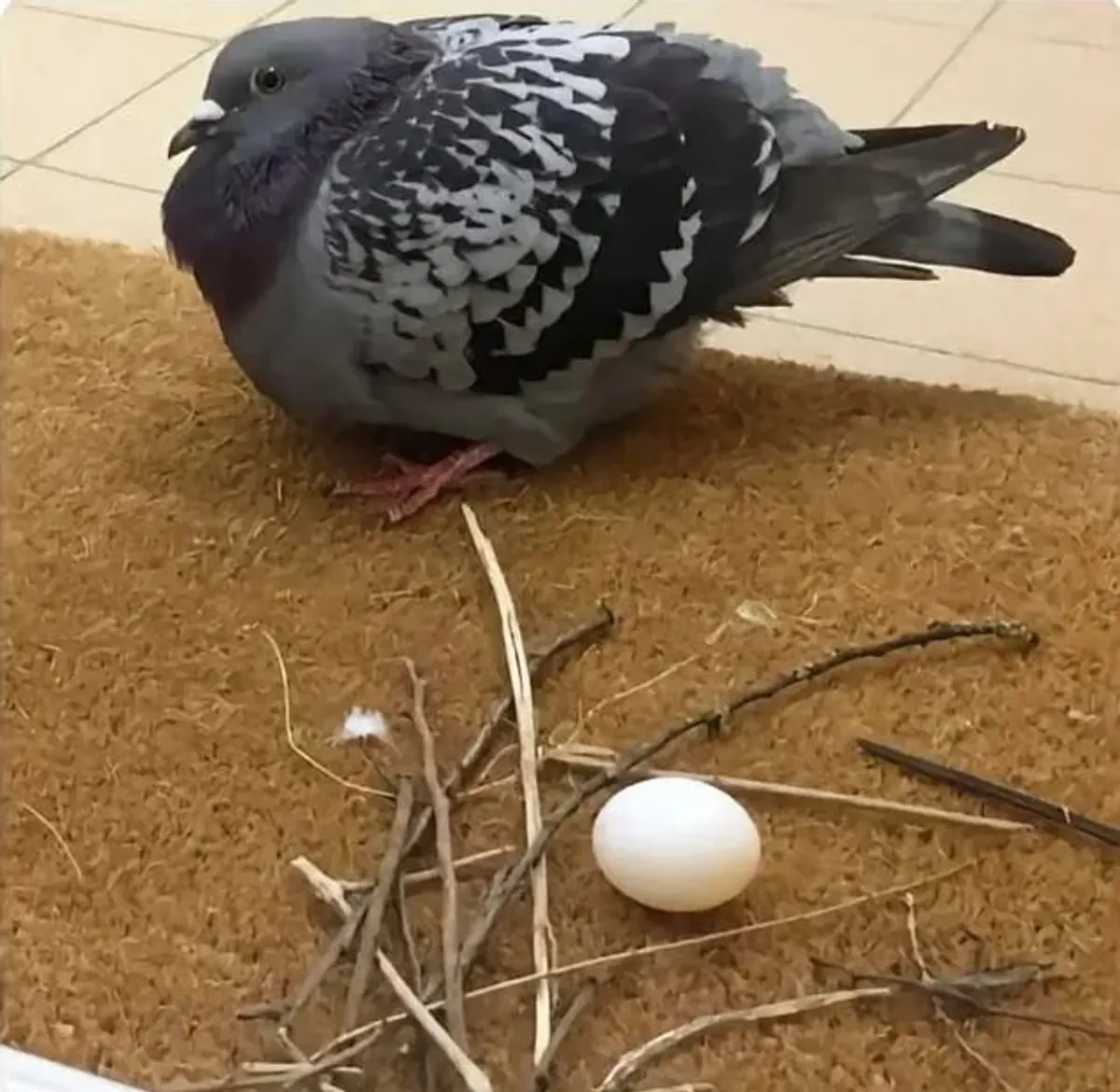 ???