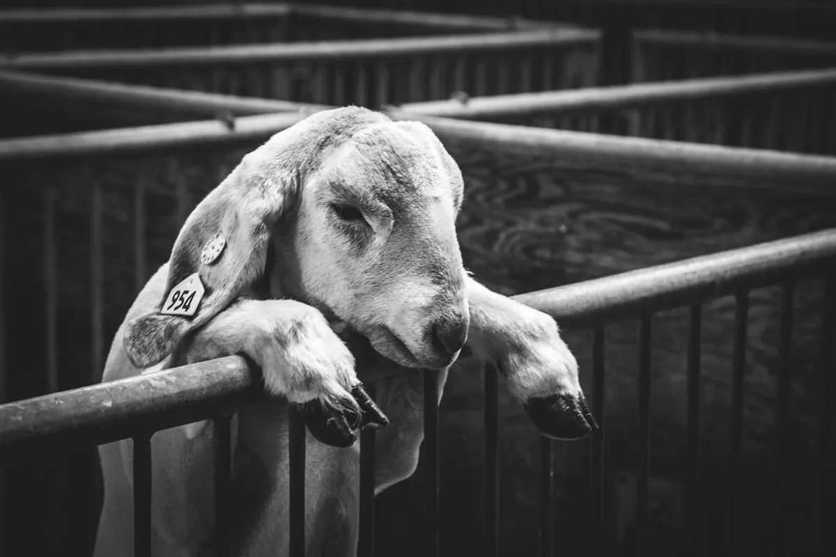 "Goat It" Ice Cream ([Flickr](https://www.flickr.com/photos/31714338@N07/16278722696))