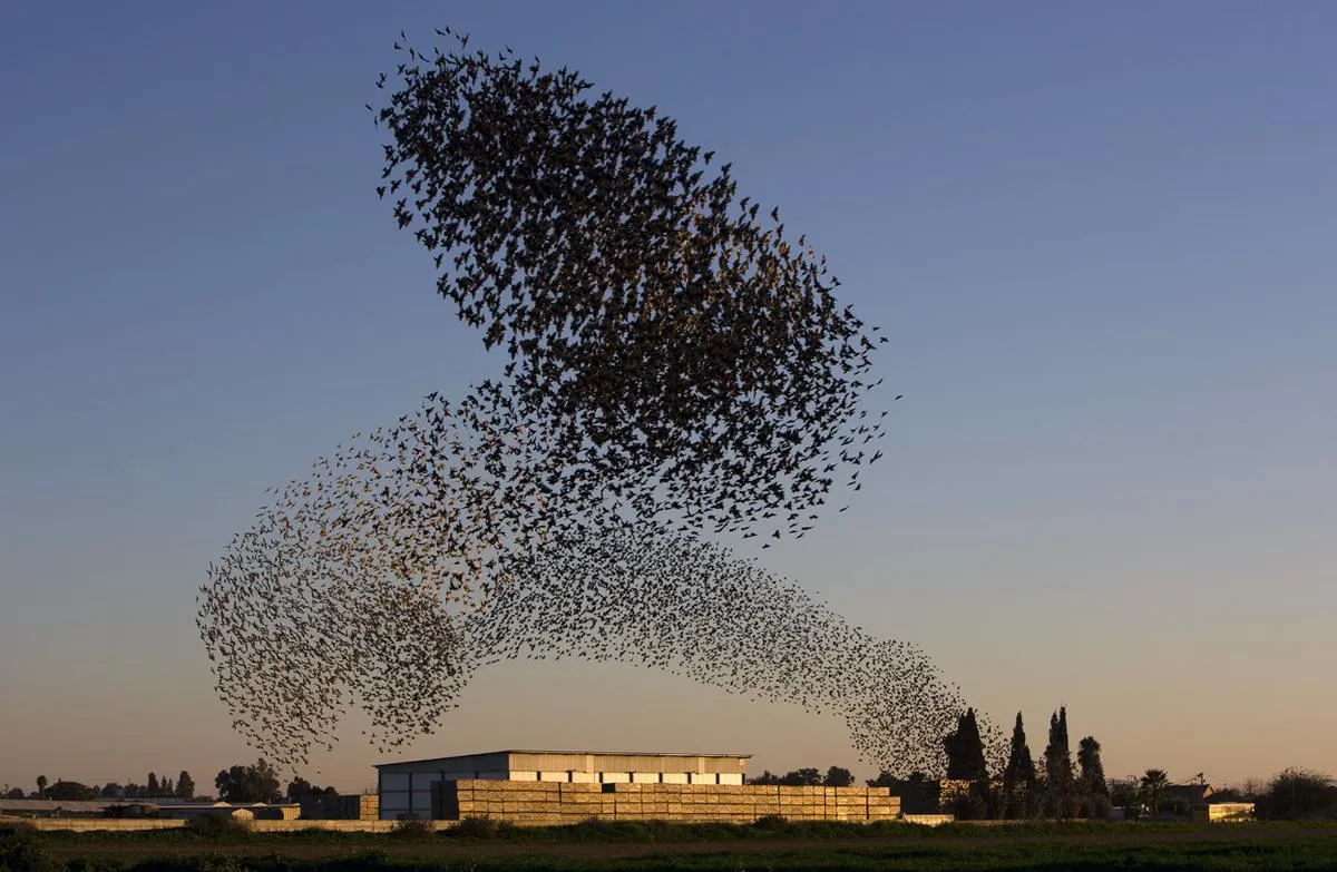 A murmuration of starlings.