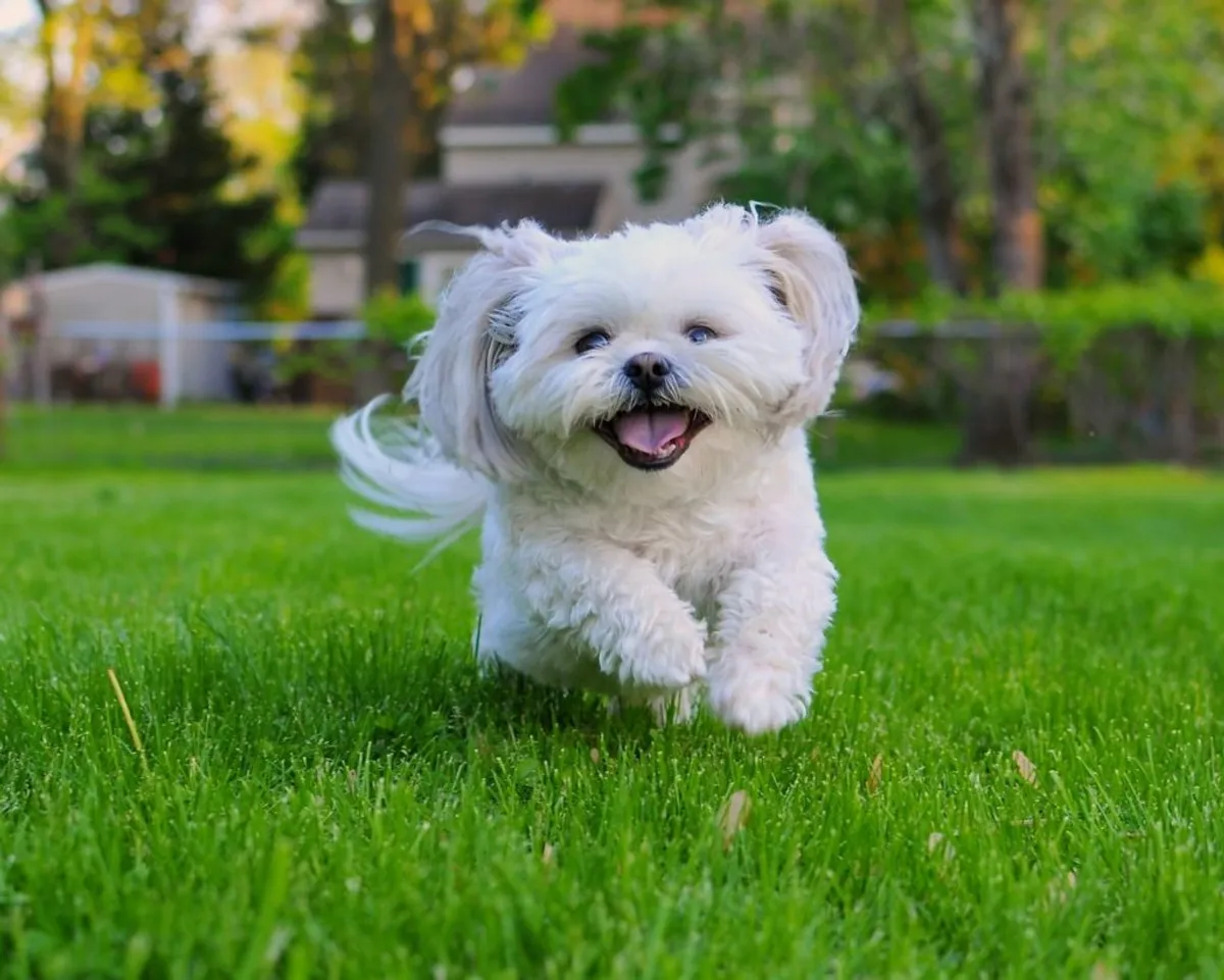 Dog ([Getty Images](https://www.gettyimages.com/detail/photo/shih-tzu-royalty-free-image/129793339))